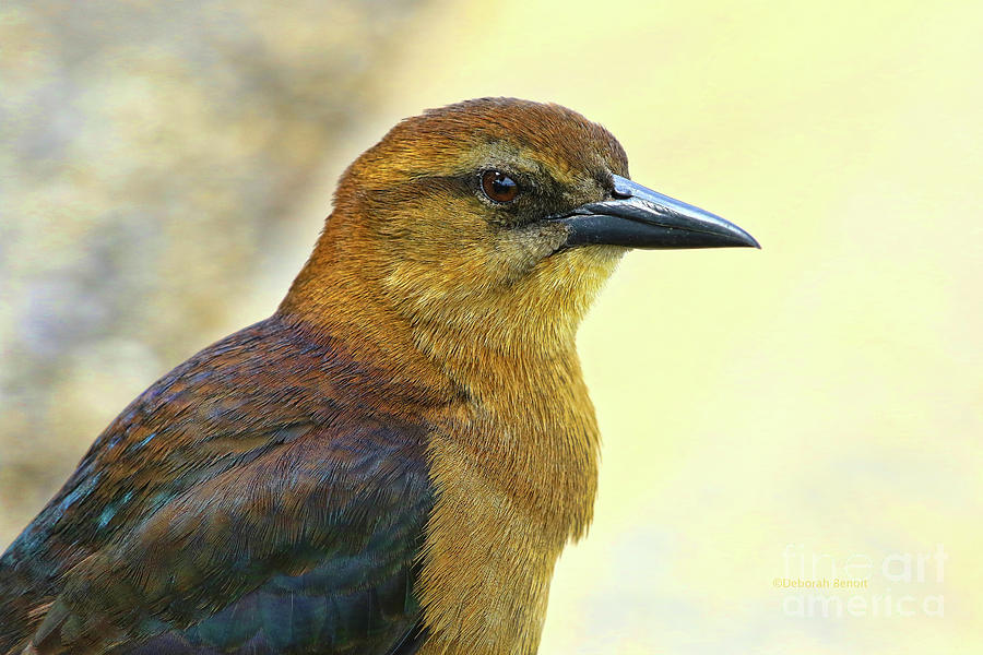 Bird Beauty Photograph by Deborah Benoit