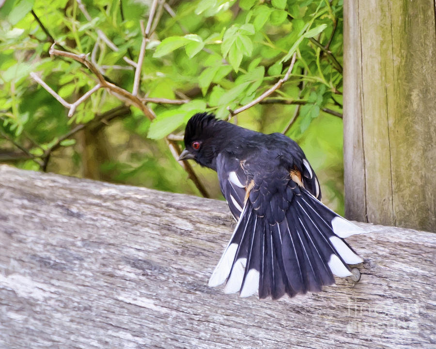 Bird Behavior - Eastern Towhee Fans His Tail Photograph by Kerri Farley