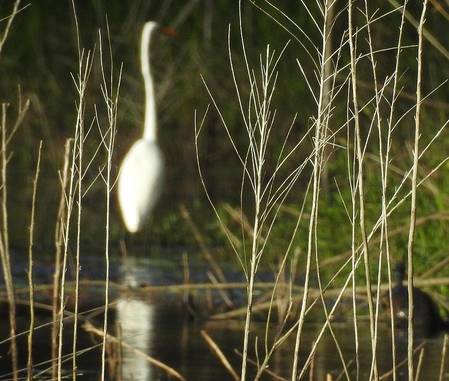 Bird Beyond The Reeds Photograph by Jan Gelders