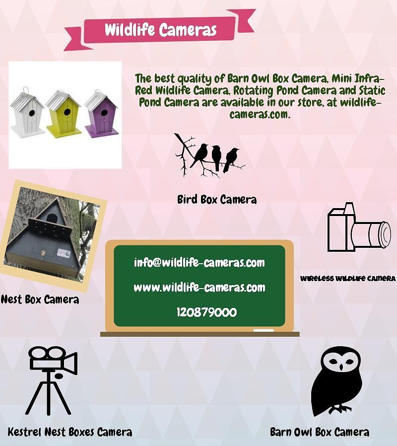 barn owl box with wireless camera