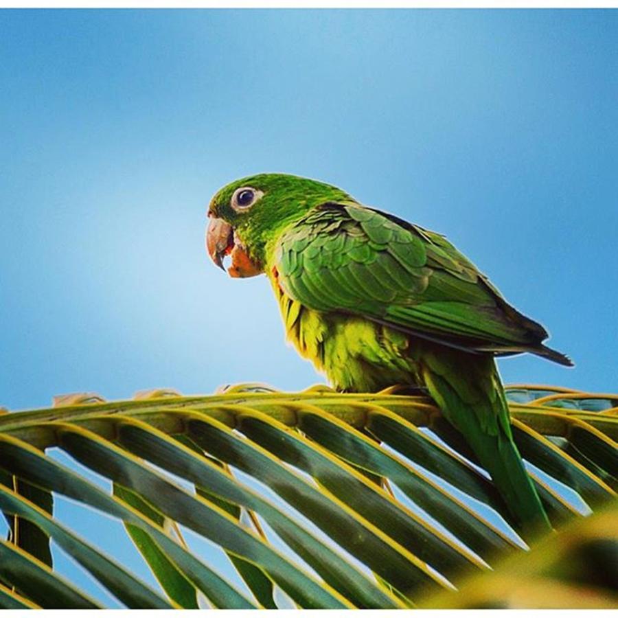 Wildlife Photograph - #bird #brasil #wildlife #cute #animal by Daniel Precht Photography