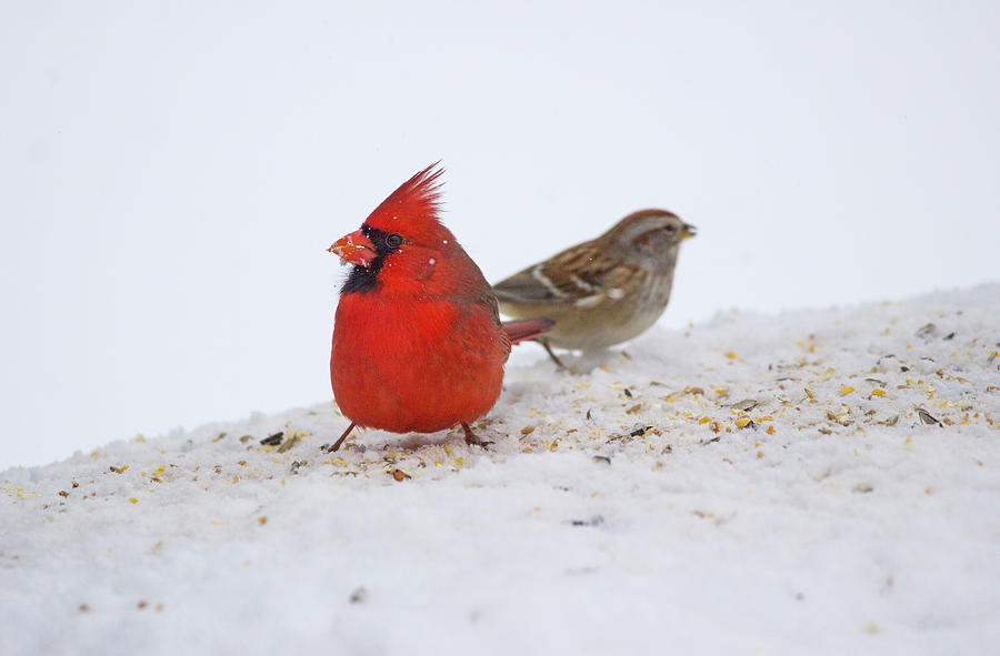 Cardinal Photograph - Bird Buffet - Northern Cardinal - Cardinalis cardinalis by Spencer Bush