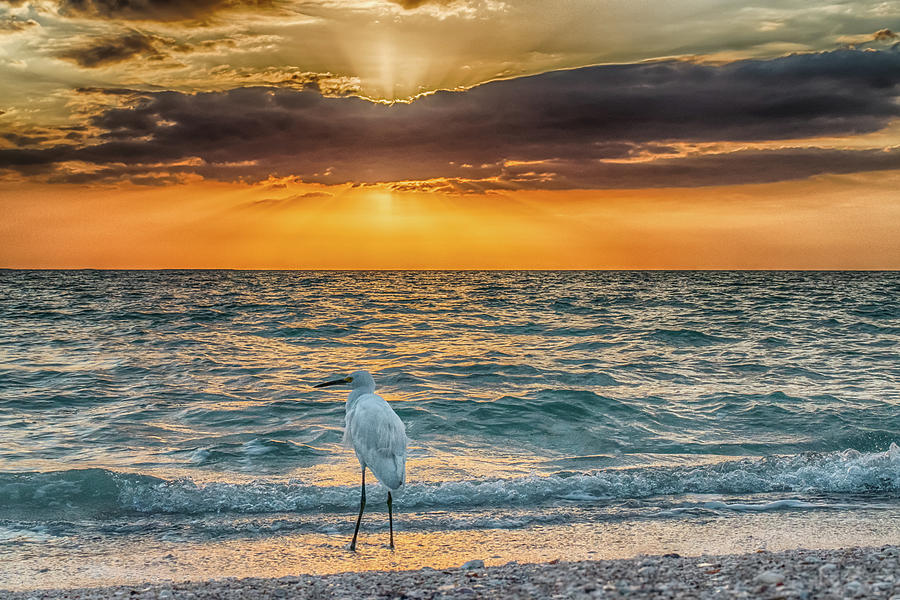 Birds Photograph - Bird by the Bay by Don Miller Birds Photograph - Bird by the Bay by Don Miller