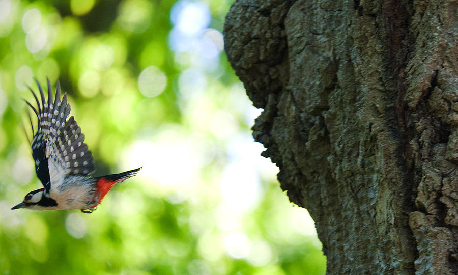 Bird carpentry Photograph by Pedro Fuentes Fine Art America