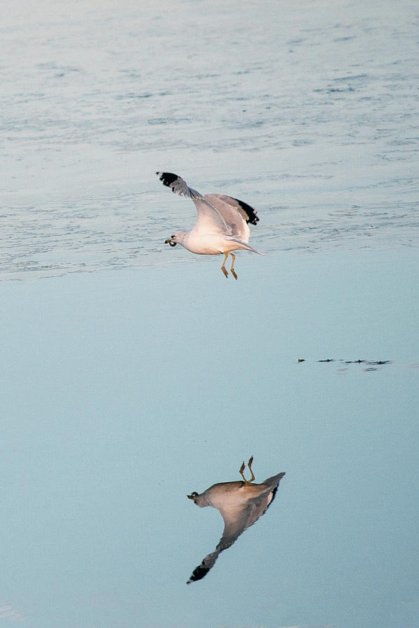 Bird Caught Fish Photograph by Catherine Lau