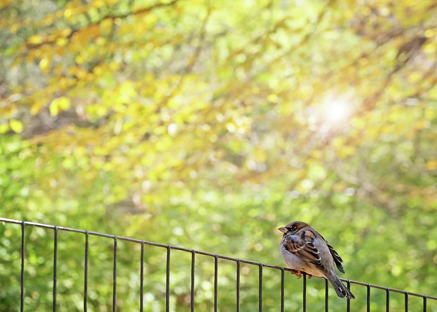 Bird, Central Park, New York City Photograph by Brooke T Ryan