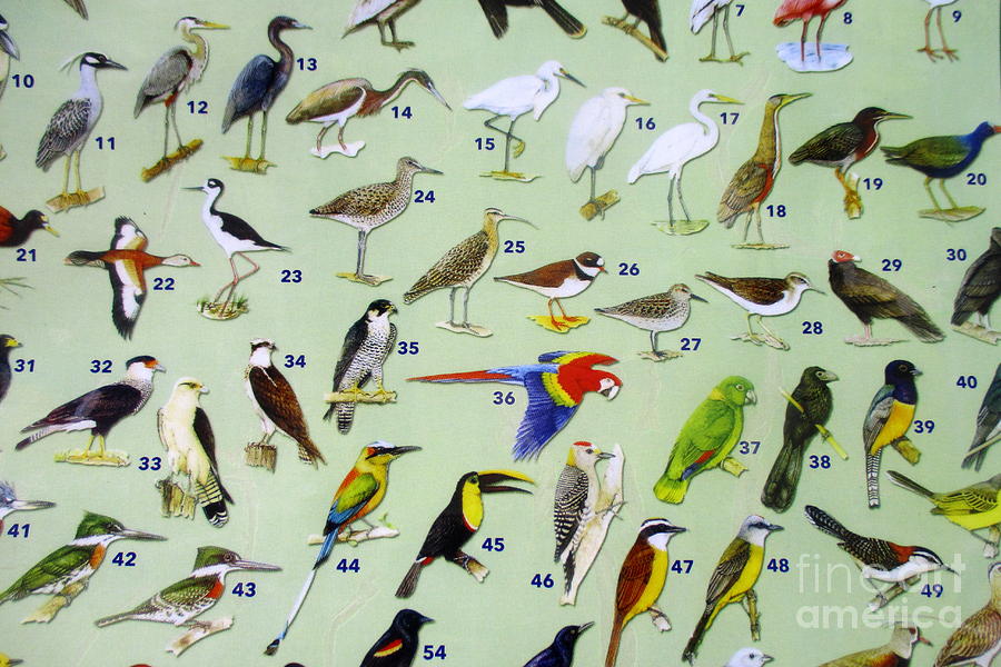 Bird Chart Photograph by Randall Weidner