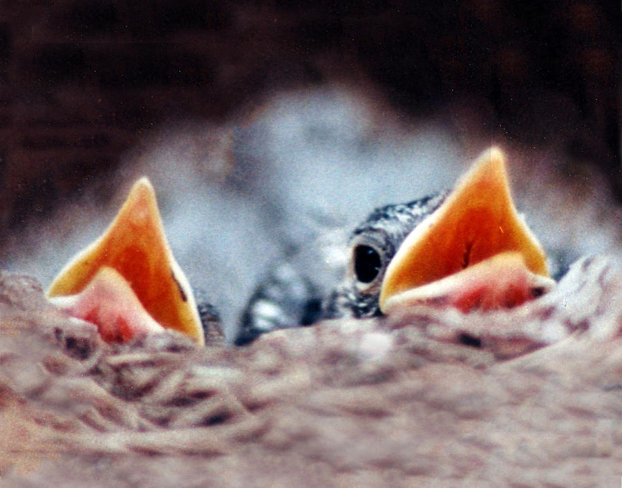 Bird Chick Pair in Nest Photograph by William Bitman