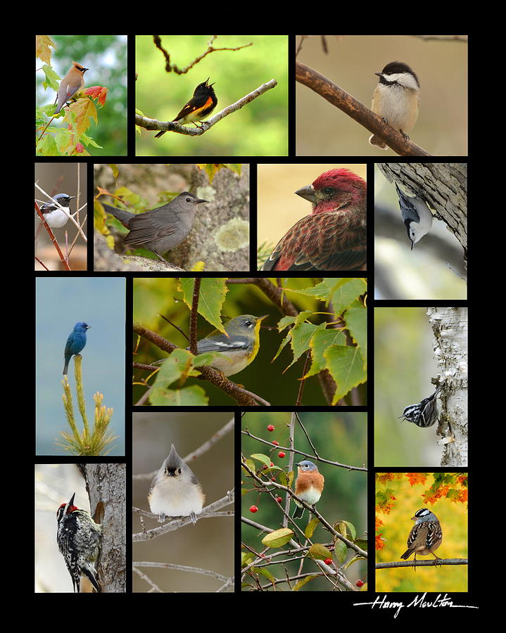 Bird Collage Photograph by Harry Moulton