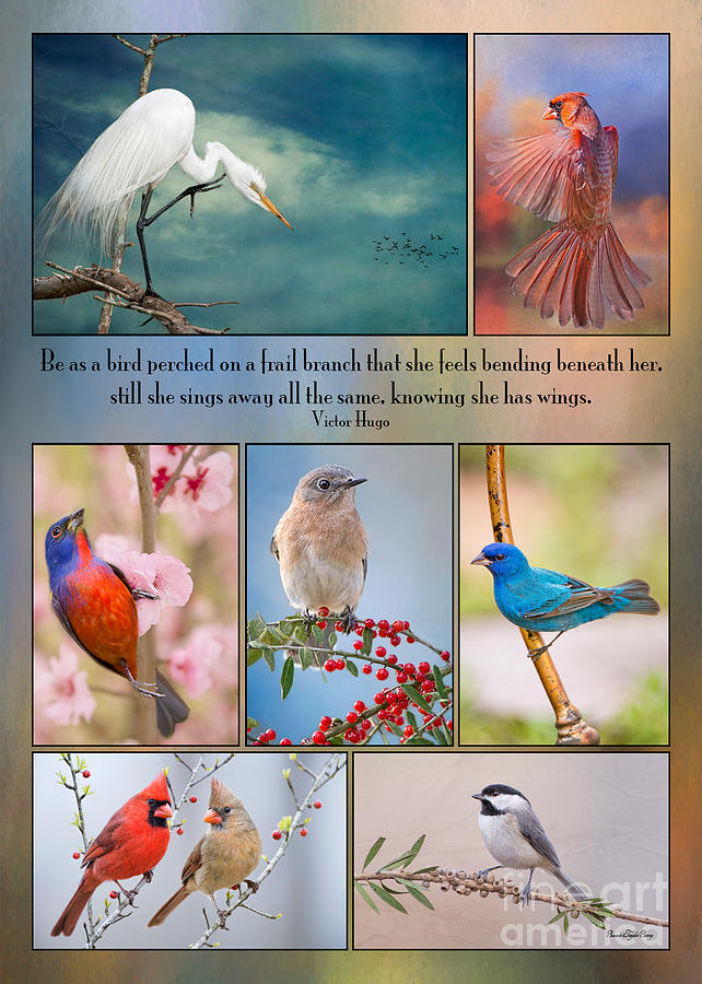 Bird Collage with Motivational Quote Photograph by Bonnie Barry