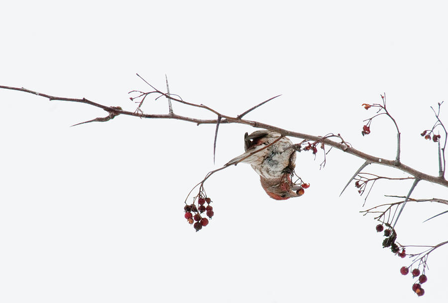 Bird Eating Berry Photograph by David Arment