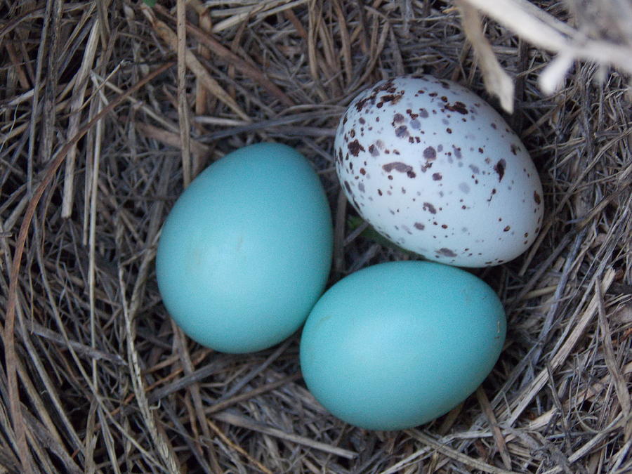 Bird Eggs Photograph by Virginia White