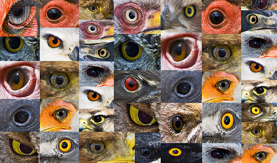 Bird Digital Art - Bird Eyes by Basie Van Zyl