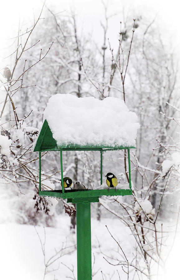 bird feeders by Iuliia Malivanchuk Photograph by Iuliia Malivanchuk