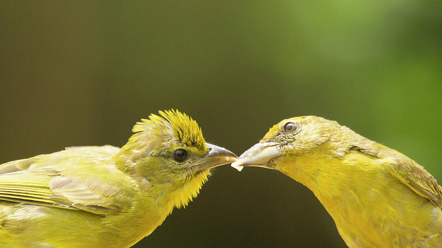 Bird Photograph - Tanager bird feeding baby bird by Edgloris Marys