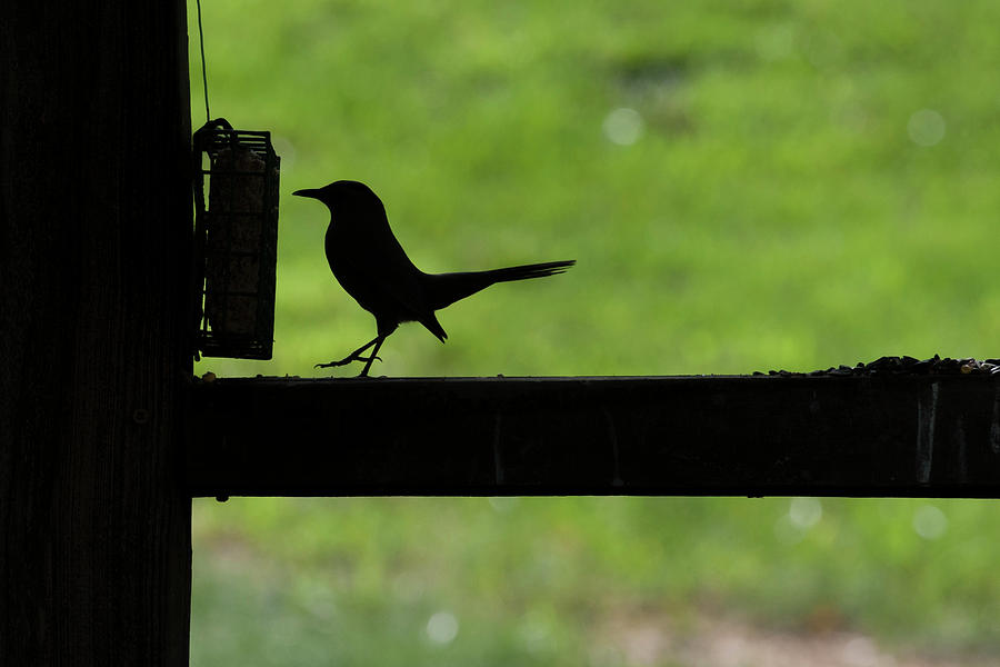 Bird feeding in silhouette Photograph by Dan Friend
