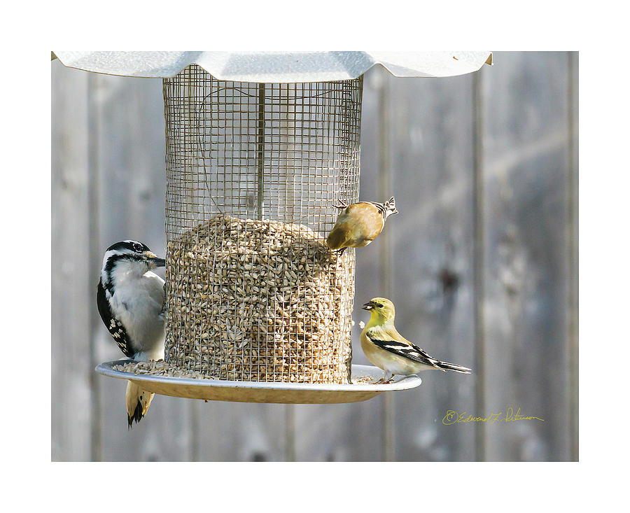 Bird Feeding Station Photograph by Ed Peterson