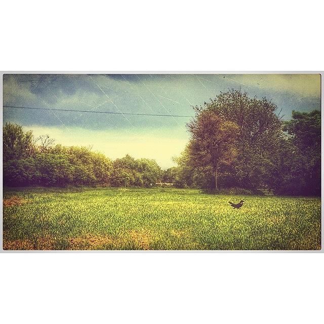 Bird Photograph - #bird #field #landscape #iphoneography by Judy Green