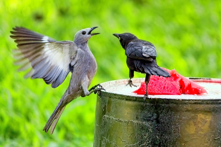 Bird Fight 2 Photograph by Nadia Sanowar