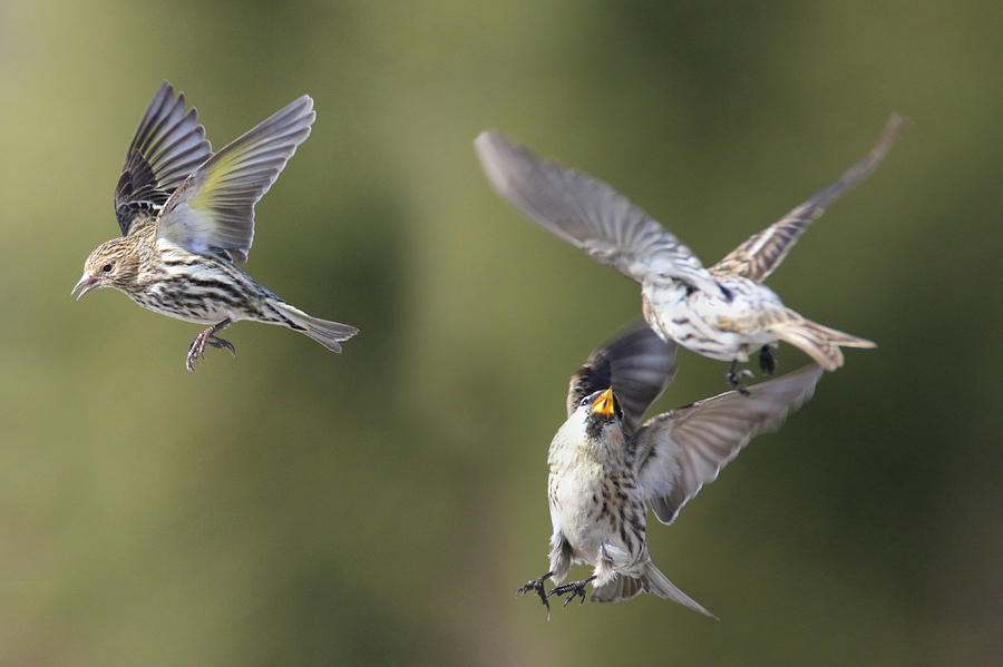 Bird Fight Photograph by Brook Burling