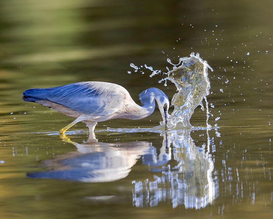 Bird fishing in lake Photograph by David Trent - Fine Art America