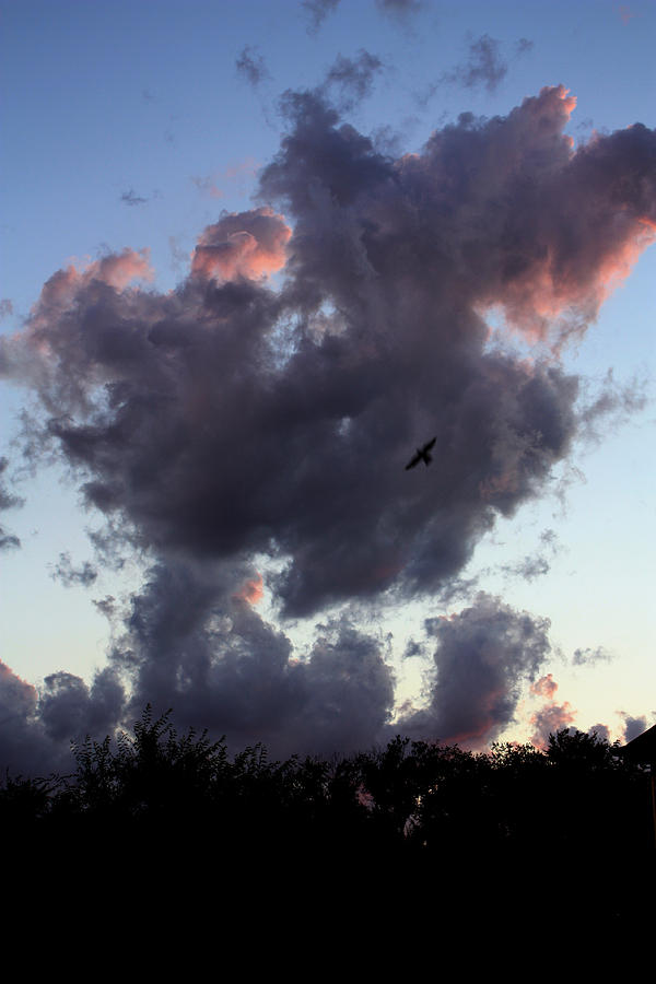 Bird Flight after the storm Photograph by David Matthews
