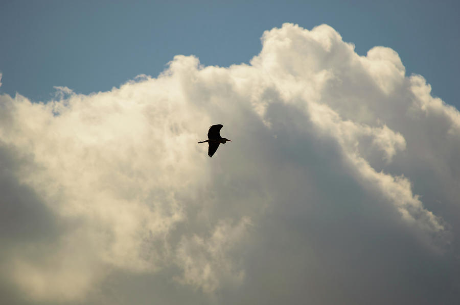Wildlife Photograph - Bird flying across a towering cloud formation by Johan Ferret