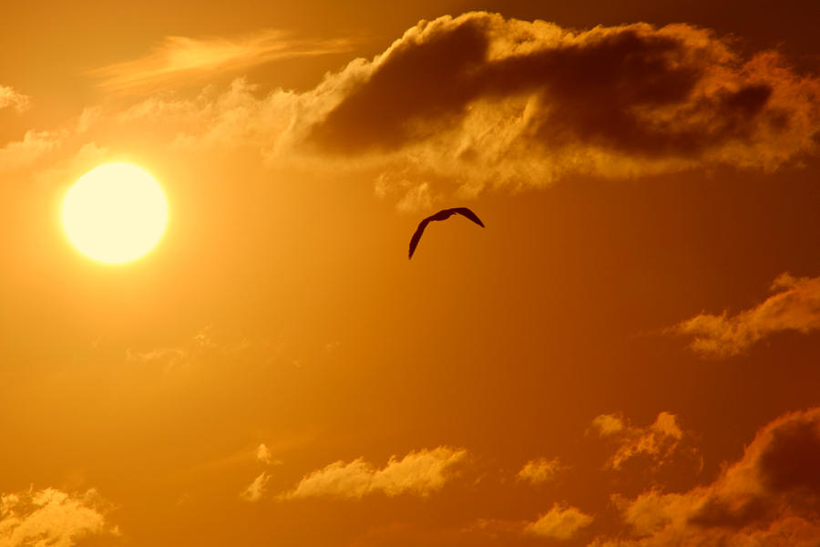 Bird flying in the sun Photograph by Toni Fontana - Pixels