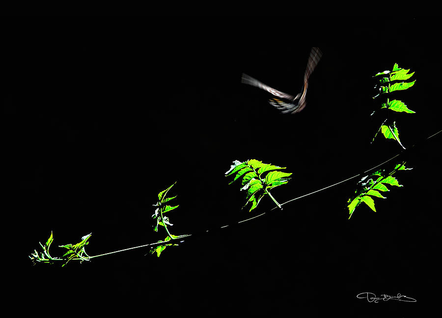 Bird Flying Off From Green Branch With Dark Background Photograph by Dan Barba