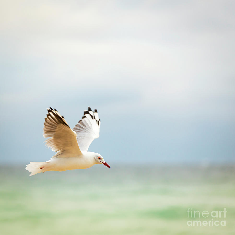 Bird Flying Over Ocean Photograph by THP Creative