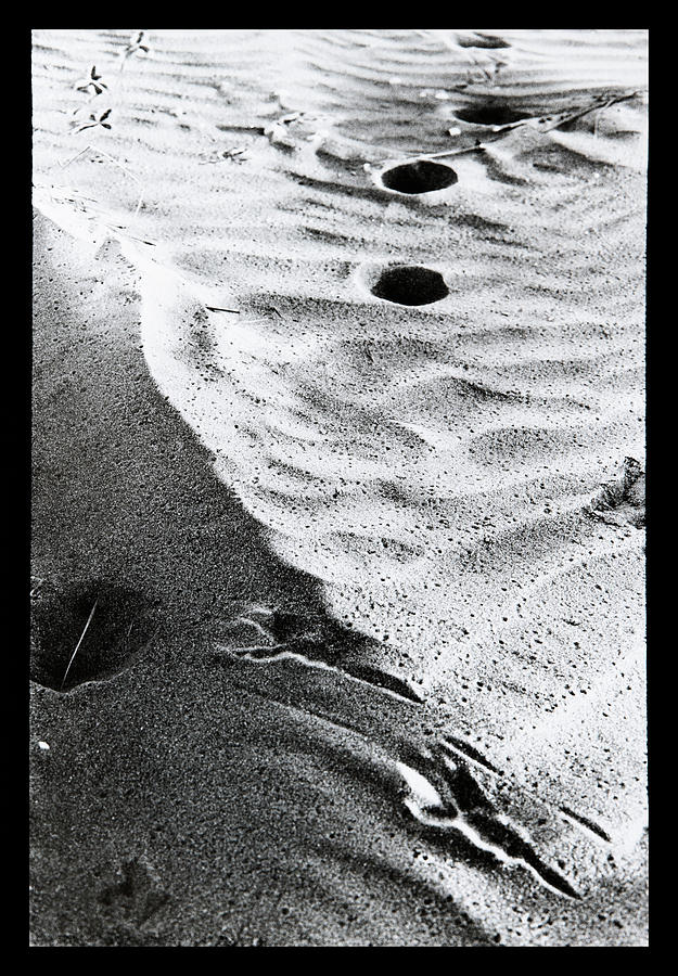 Bird foot prints in the sand Photograph by Dirk Ercken