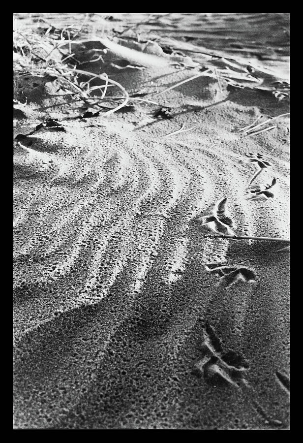 Bird foot steps on frosty beach Photograph by Dirk Ercken