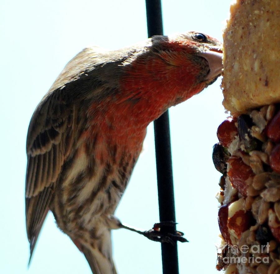 Bird Hits the Jackpot Photograph by Cindy Schneider