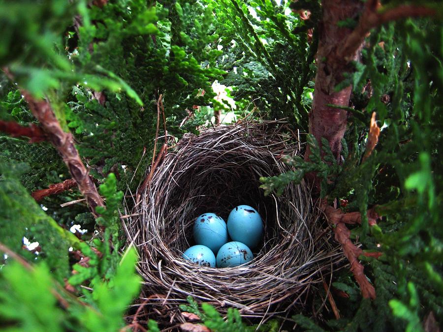 Egg Photograph - Bird Home by Shirley Sirois