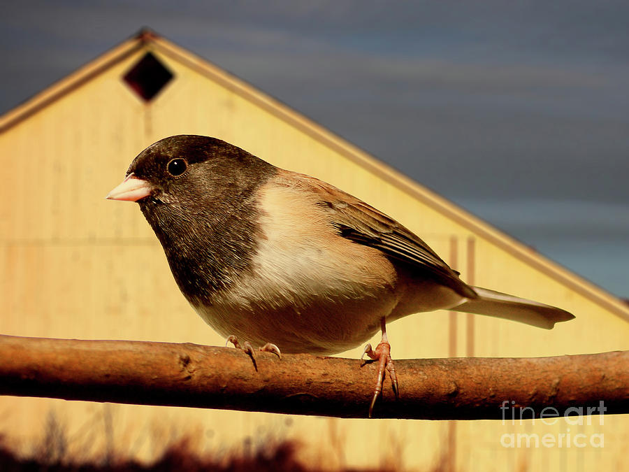 Bird Photograph - Bird House . 40D11078 by Wingsdomain Art and Photography