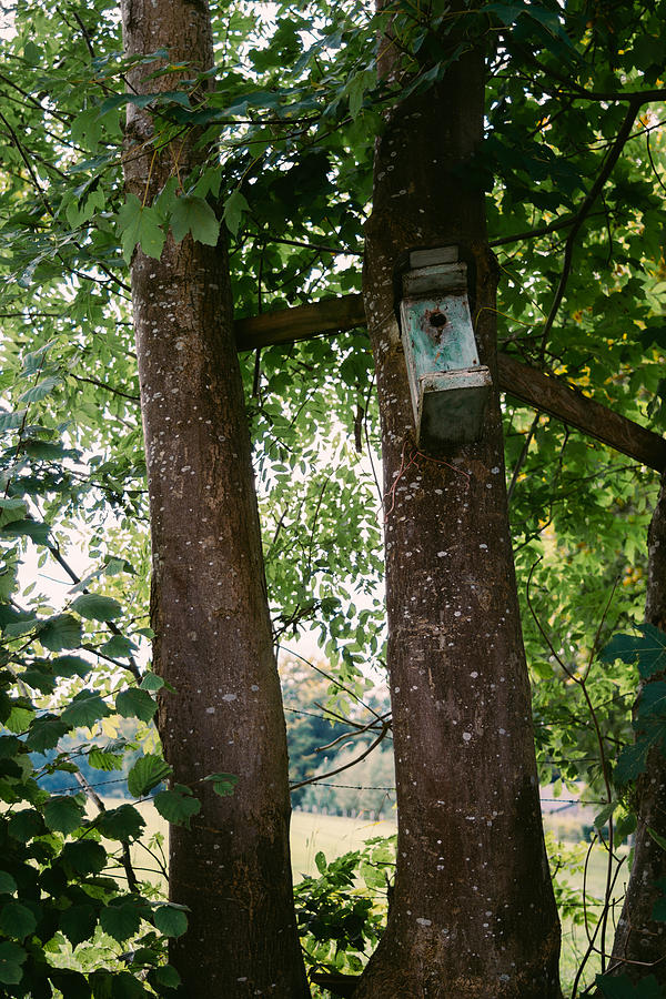 Bird House In A Tree Photograph