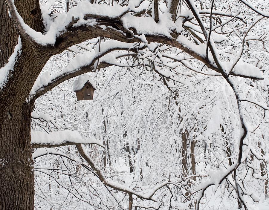 Bird House in Snow Photograph by R  Allen Swezey