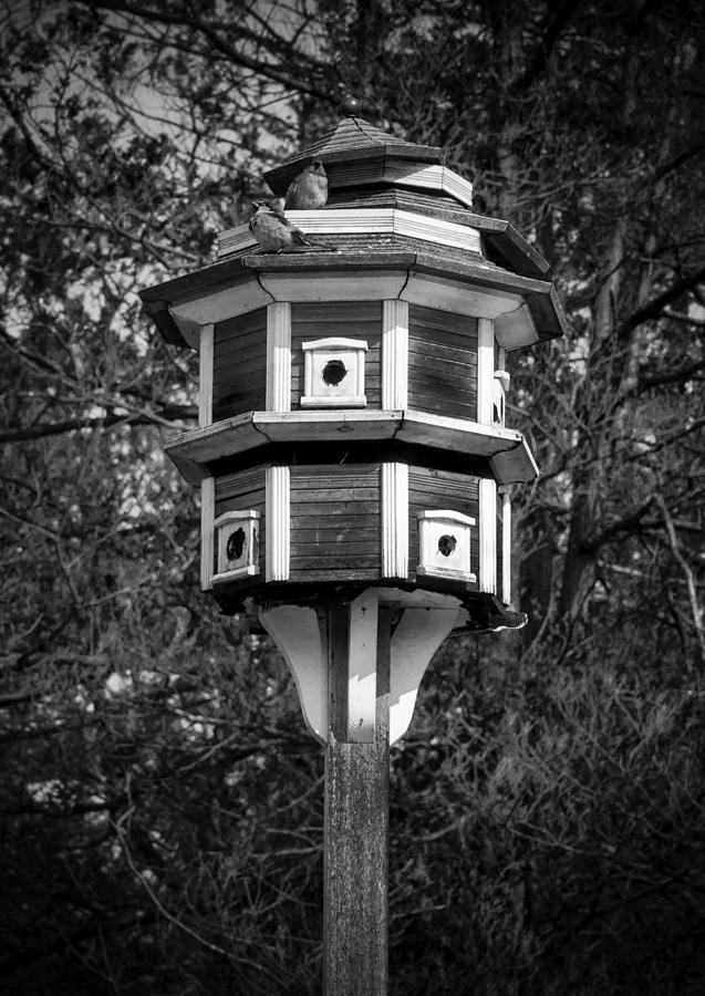 Bird House Photograph by Jason Moynihan
