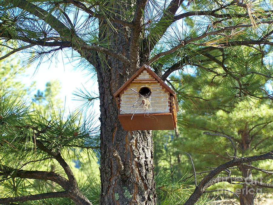 Bird House Nutrioso Photograph by Pamela Walrath