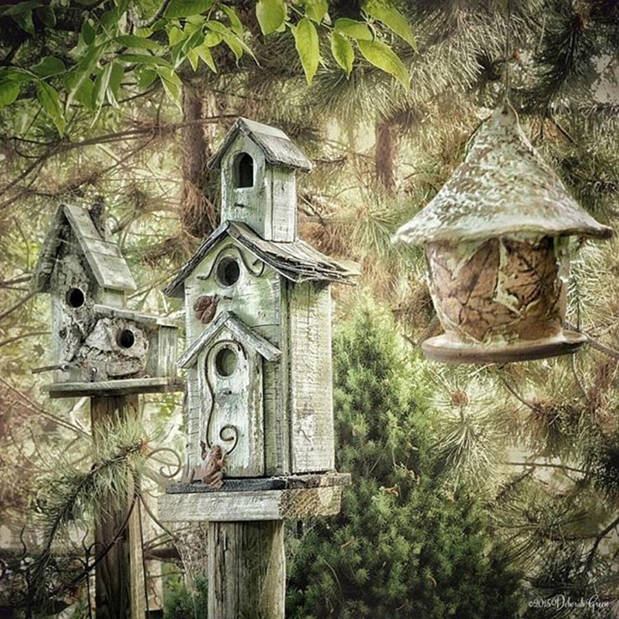 Nature Photograph - bird Houses - Maple Rock Gardens by Deborah Green