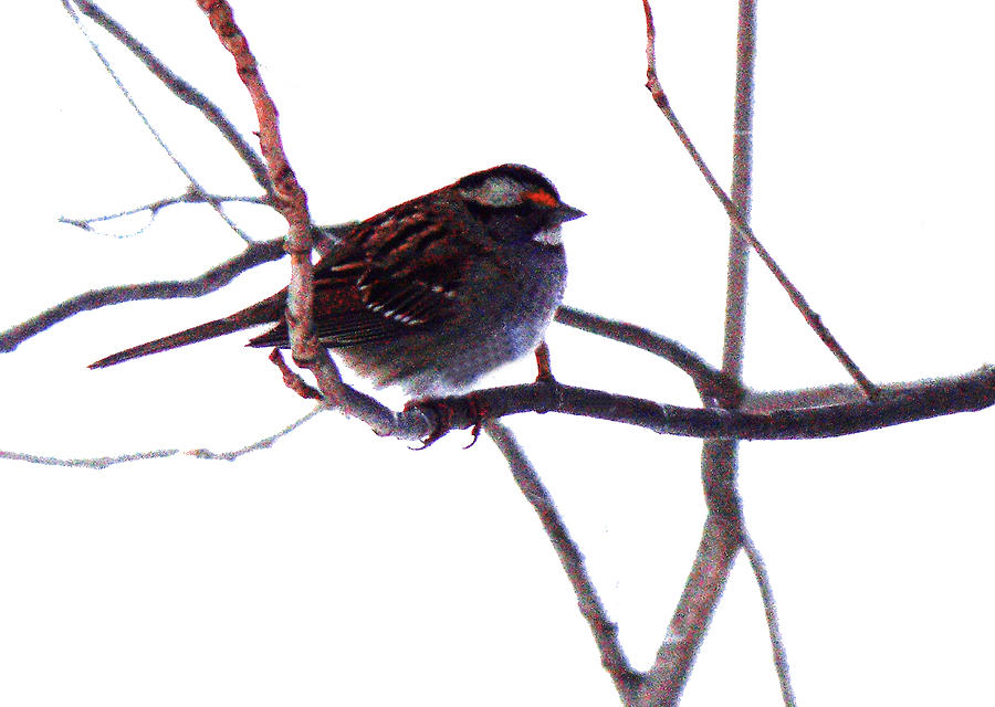 Bird in a winter bush. by Roger Bester Bird in a winter bush. by Roger Bester
