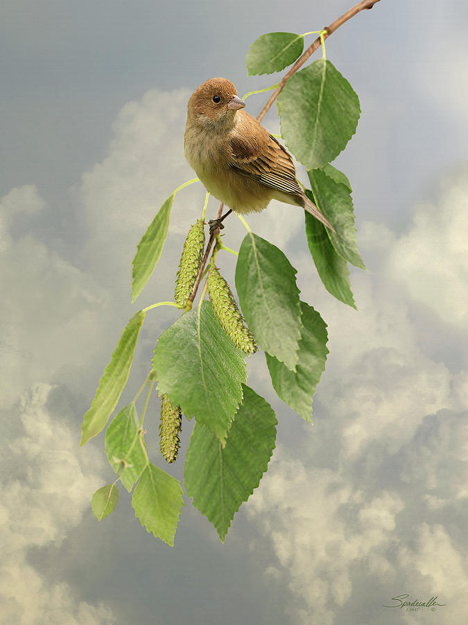 Bird in Birch Tree Digital Art by M Spadecaller