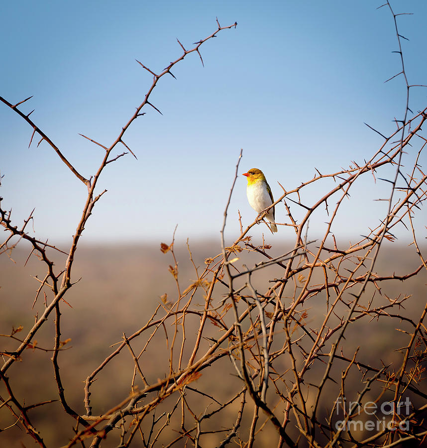 Bird in Botswana Africa Photograph by THP Creative