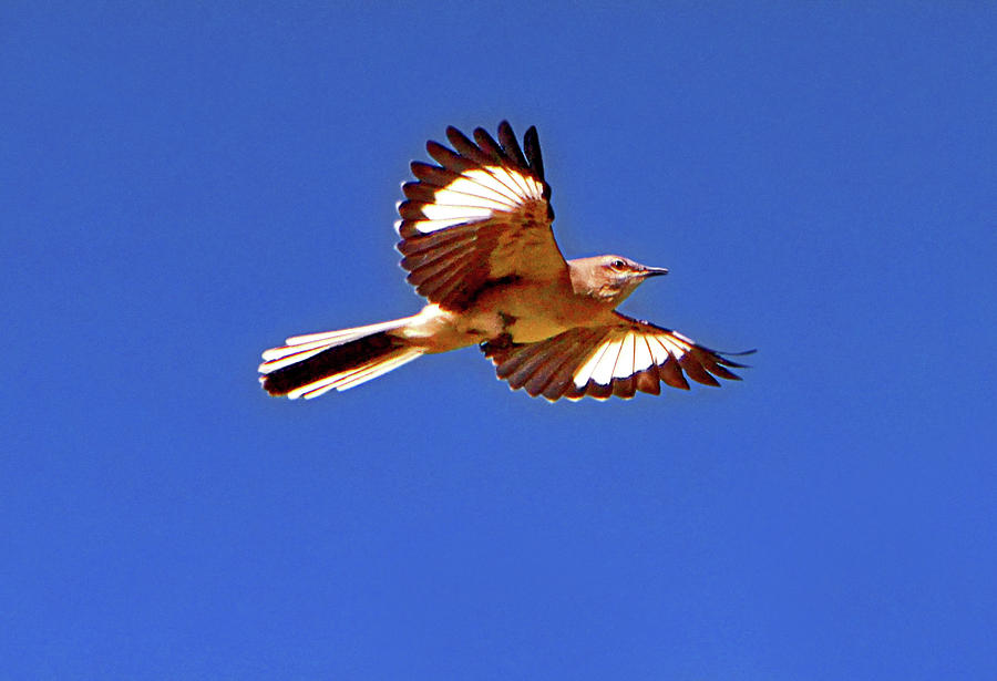 Bird In Flight 005 Photograph by George Bostian