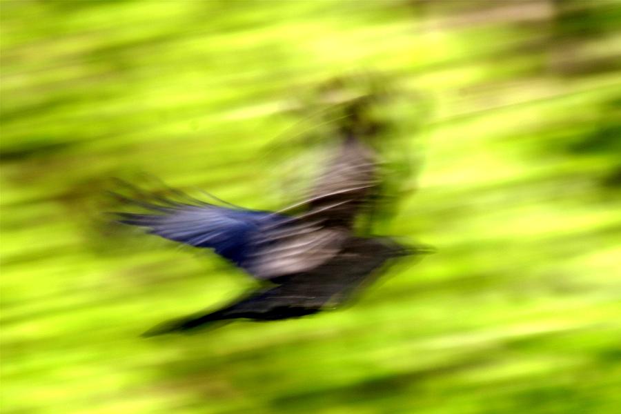 Blackbird Photograph - Bird in Flight by Alan Skonieczny
