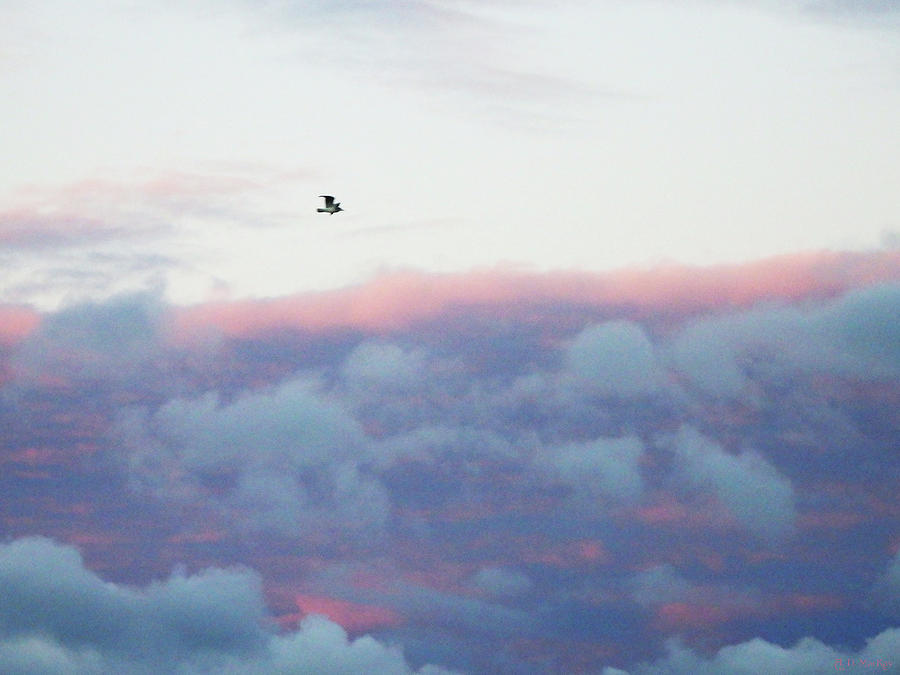 Bird in Flight at Sunrise Photograph by Celtic Artist Angela Dawn MacKay