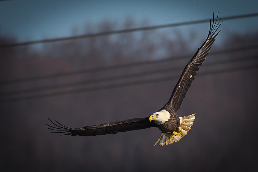 Bird in Flight  Photograph by Cindy Lark Hartman