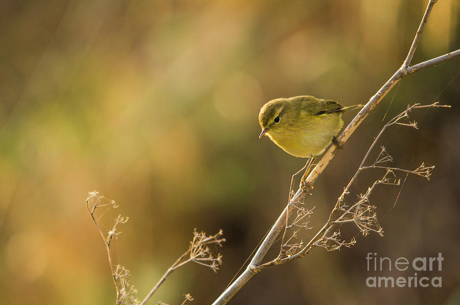 Bird In Golden Light Photograph by Perry Van Munster