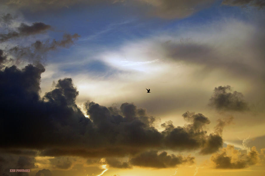 Bird In The Clouds Photograph by Ken Figurski