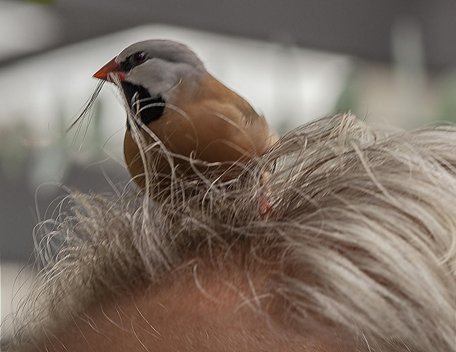 Bird Photograph - Bird in My Hair by Edelberto Cabrera